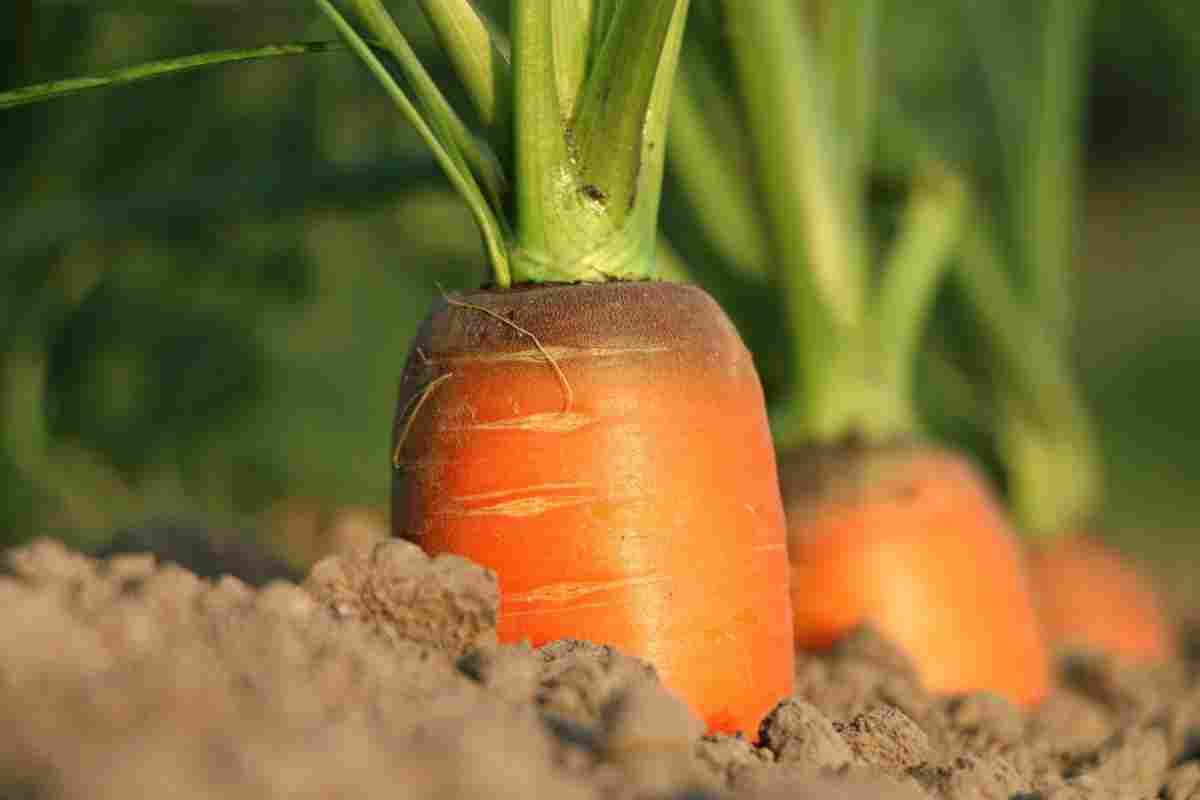 Какие семена моркови стоит покупить